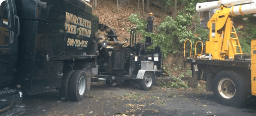 A Worcester Tree & Stump truck is parked next to a tree.